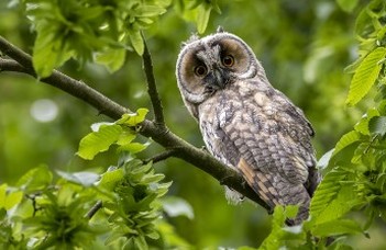 Sikeresen lezajlottak a 36. OTDK-ra kvalifikáló kari konferenciák